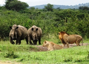 Hluhluwe imfolozi tours safaris a